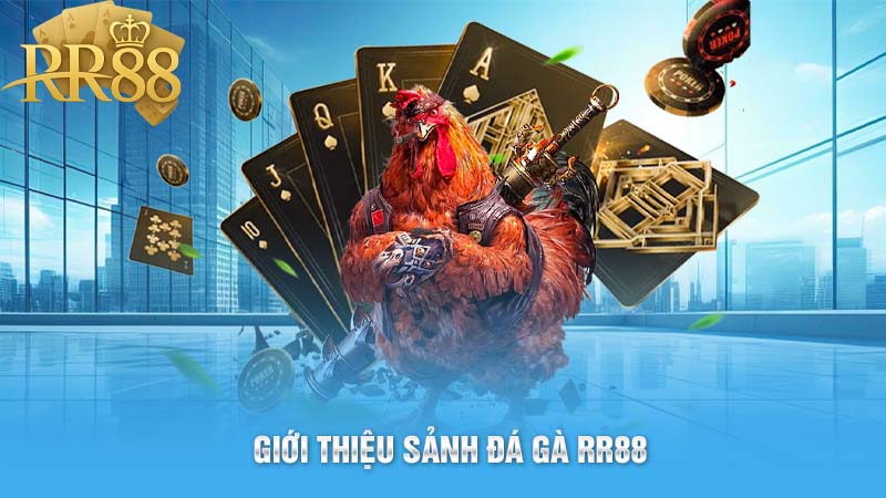 Giới thiệu sảnh đá gà RR88 